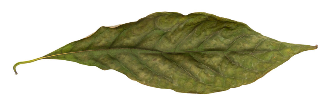 A dry tree leaf on a white background. Isolate of a dried leaf.