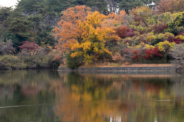 湖畔を染める黄葉と水面の反射