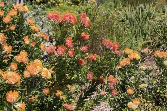 Pincushion protea (Protea Leucospermum erubescens), flower, flowering, silver tree plant, Kirstenbosch Botanical Gardens, Cape Town, South Africa