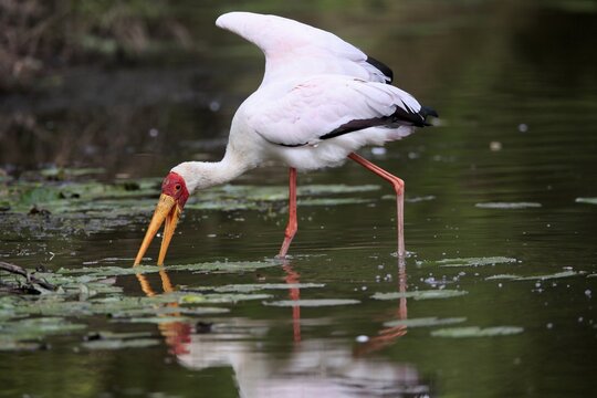 Glutton (Mycteria ibis), adult, in the water, foraging, Kruger National Park, Kruger National Park, Kruger National Park South Africa