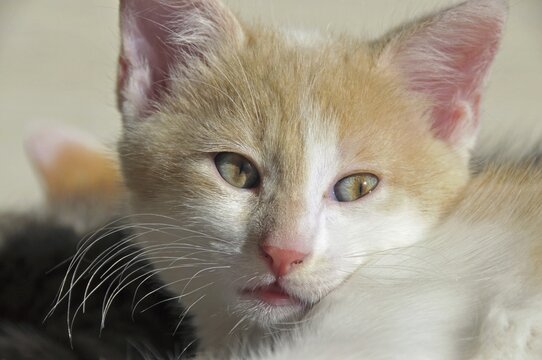 Two-month-old domestic cat (Felis silvestris f. catus), kitten