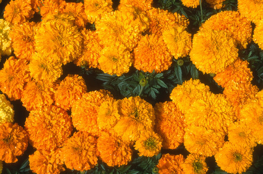 Rose d'inde 'Inca Orange',