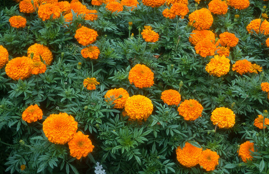 Rose d'inde