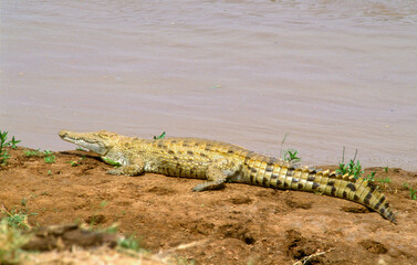 Crocodile du nil