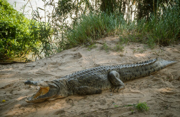 Crocodile du nil