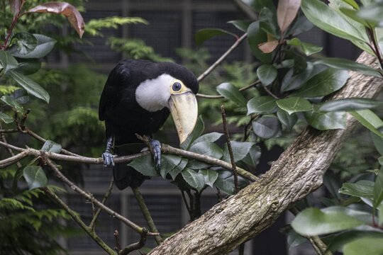 Toco toucan (Ramphastos toco), Vogelpark Walsrode, Lower Saxony, Germany
