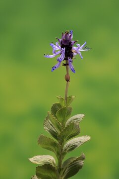 Piss-off plant (Plectranthus ornatus), cat repellent, flowering, Elllerstadt, Germany