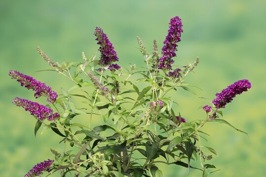 Butterfly-bush (Buddleja davidii), summer lilac, common summer lilac, butterfly bush, lilac spear, flowering, blossom, Elllerstadt, Germany