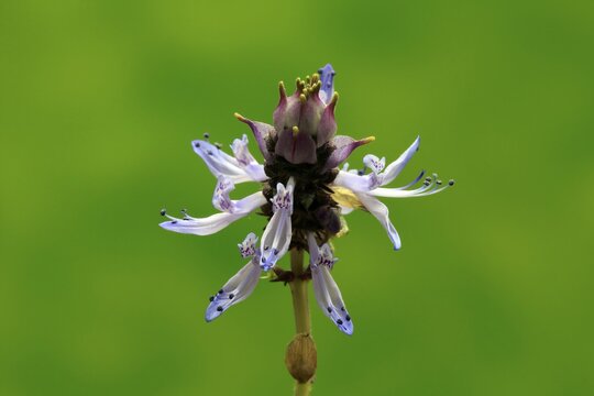 Piss-off plant (Plectranthus ornatus), cat repellent, flowering, Elllerstadt, Germany
