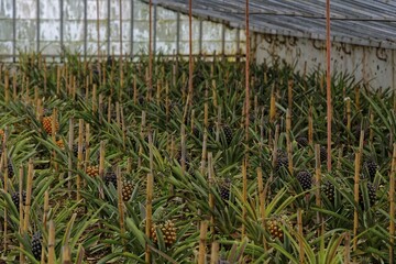 A greenhouse with densely planted rows of pineapples under a glass roof. The atmosphere is calm and close to nature, pineapple plantation Plantacao de Ananases Augusto Arruda, Faja de Baixo, Ponta Delgada, Sao Miguel Island, Azores, Portugal