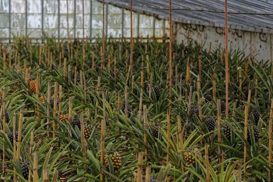 A greenhouse with densely planted rows of pineapples under a glass roof. The atmosphere is calm and close to nature, pineapple plantation Plantacao de Ananases Augusto Arruda, Faja de Baixo, Ponta Delgada, Sao Miguel Island, Azores, Portugal