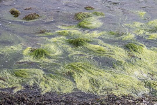 Rock filamentous algae (Cladophora rupestris on rocks in the Baltic Sea, Mecklenburg-Vorpommern, Germany