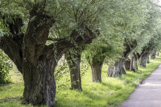 Old pollarded willow, willow (Salix viminalis), Poel Island, Mecklenburg-Western Pomerania, Germany