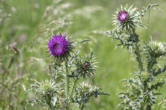 Musk Thistle (Carduus nutans), Mecklenburg-Western Pomerania, Germany