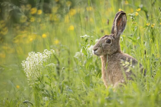 European hare (Lepus europaeus) in tall grass, Stuttgart, Baden-W&uuml;rttemberg, Germany