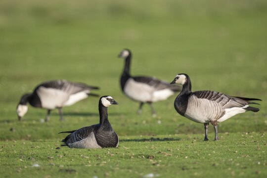 Grazing barnacle geese or barnacle geese (Branta leucopsis), Hauke-Haien-Koog nature reserve, North Friesland, Schleswig-Holstein, Germany