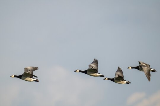 Barnacle geese or barnacle geese (Branta leucopsis) flying in formation over Hauke-Haien-Koog nature reserve, North Friesland, Schleswig-Holstein, Germany