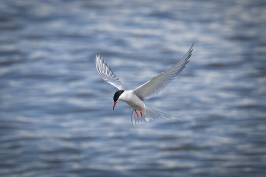 Arctic Arctic Tern (Sterna paradisea) in flight, Wadden Sea, North Frisia, Schleswig-Holstein, Germany