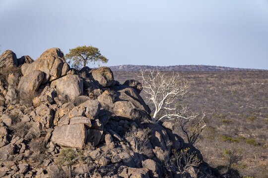 Leafless trees growing on a rocky barren hill, tree with white bark, Hobatere Concession, Namibia