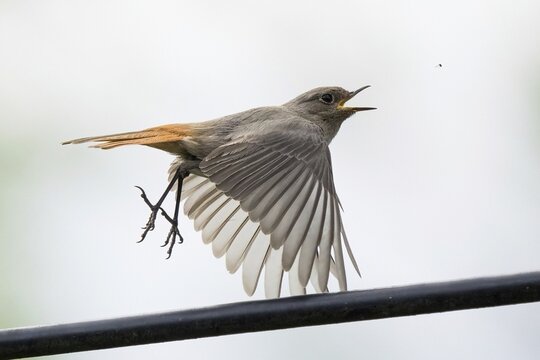 A black redstart (Phoenicurus ochruros), female, with orange tail feathers flies in the air, opens its beak, catches an insect, dynamic scene, Hesse, Germany