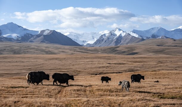Glaciated and snow-covered mountains, herd of yaks grazing on the plateau in autumnal mountain landscape with yellow grass, Tian Shan, Sky Mountains, Sary Jaz Valley, Kyrgyzstan