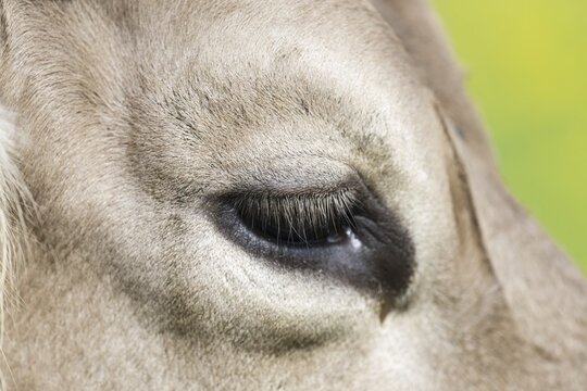 Eye of a cow, Allg&auml;uer Braunvieh, domestic cattle breed (Bos primigenius taurus), Allg&auml;u, Bavaria, Germany
