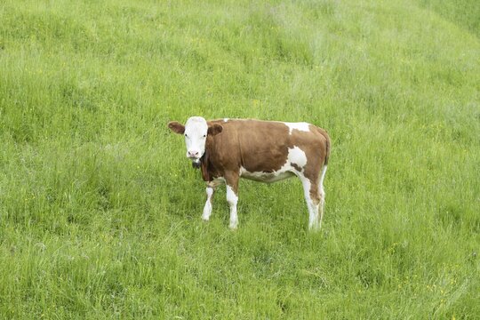Simmental cattle (Bos taurus), Allg&auml;u, Bavaria, Germany