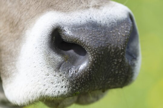 Snout of a cow, Allg&auml;uer Braunvieh, domestic cattle breed (Bos primigenius taurus), Allg&auml;u, Bavaria, Germany