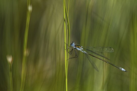 Blue-tailed damselfly (Ischnura elegans) on a stalk, Isoj&auml;rvi National Park, Finland