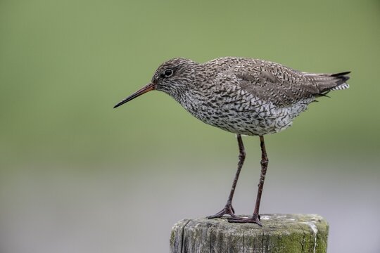 Common redshank (Tringa totanus) sitting on a pole, Lower Saxony, Germany