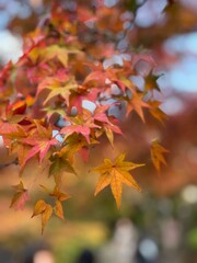 maple leaves in autumn