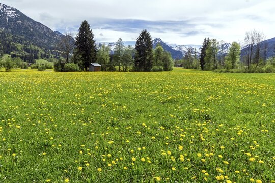 Common dandelion (Taraxacum), flowering dandelion field, behind mountains of the Allg&auml;u Alps, Rubi, near Oberstdorf, Oberallg&auml;u, Allg&auml;u, Bavaria, Germany