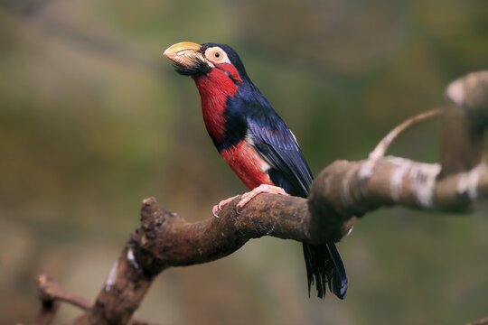 Bearded barbet, (Lybius dubius), adult, male, waiting, tree, captive