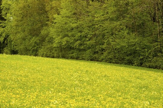 Flowering common dandelion (Taraxacum sect. Ruderalia), Swabian Alb, Baden-W&uuml;rttemberg, Germany