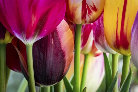 Tulips (Tulipa), Stuttgart, Baden-Württemberg, Germany
