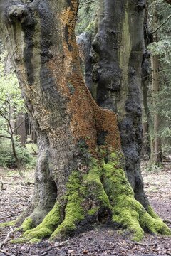 Bleeding oak crust (Stereum gausapatum), mass infestation on a copper beech (Fagus sylvatica), Emsland, Lower Saxony, Germany