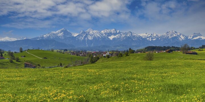 Common dandelion (Taraxacum sect. Ruderalia) in spring, meadow near Rieden am Forggensee, Ostallg&auml;u, Allg&auml;u, Bavaria, Germany