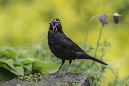 Blackbird (Turdus merula) with earthworms in its beak, Emsland, Lower Saxony, Germany