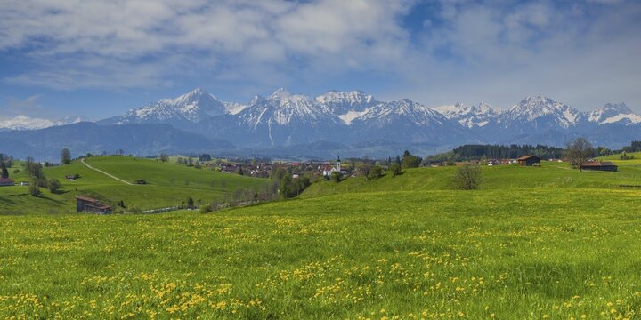 Common dandelion (Taraxacum sect. Ruderalia) in spring, meadow near Rieden am Forggensee, Ostallg&auml;u, Allg&auml;u, Bavaria, Germany