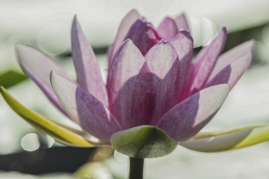 Water lily (Nymphaea), Schwanseepark, near F&uuml;ssen, Ostallg&auml;u, Bavaria, Germany