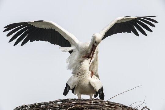 White storks (Ciconia ciconia), mating, Emsland, Lower Saxony, Germany