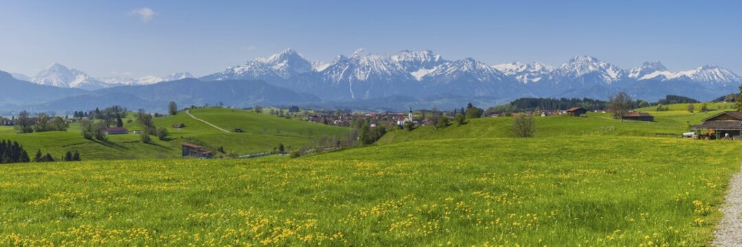 Common dandelion (Taraxacum sect. Ruderalia) in spring, meadow near Rieden am Forggensee, Ostallg&auml;u, Allg&auml;u, Bavaria, Germany