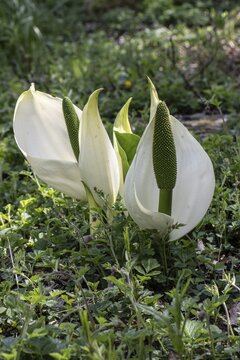 White false calla (Lysichiton camtschatcensis), Emsland, Lower Saxony, Germany