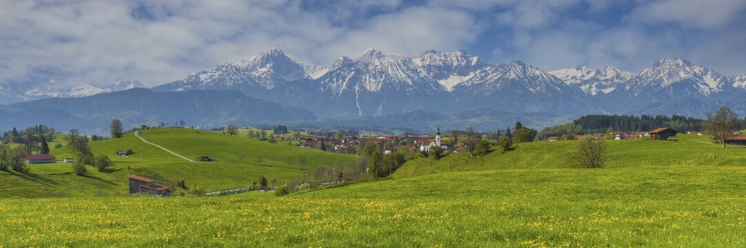 Common dandelion (Taraxacum sect. Ruderalia) in spring, meadow near Rieden am Forggensee, Ostallg&auml;u, Allg&auml;u, Bavaria, Germany