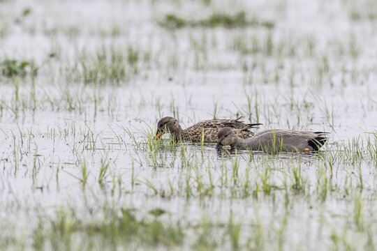 Gadwalls (Mareca strepera), Lower Saxony, Germany