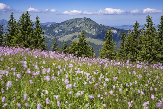 Snake knotweed (Bistorta officinalis), at Wertacher H&ouml;rnle, 1695m, behind it the Gr&uuml;nten, 1783m, Oberallg&auml;u, Bavaria, Germany