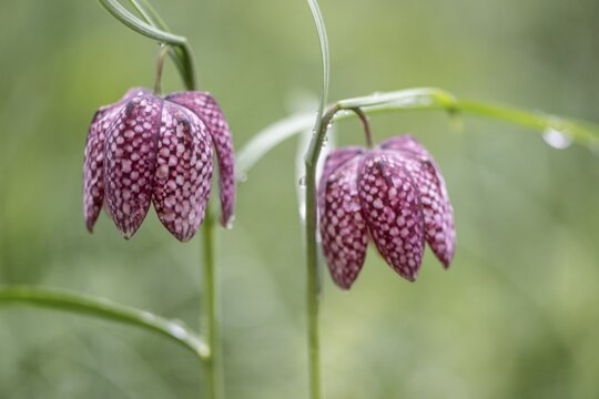 Snake's head fritillary (Fritillaria meleagris), Emsland, Lower Saxony, Germany