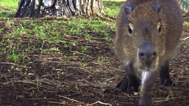 Young capybara is walking curiously towards the camera in a forest setting, while another one remains in the background. The animal gets very close, sniffing the lens with its nose
