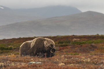 Herd of musk oxen (Ovibos moschatus), standing, bull, aggressive, in front of Bergen, autumn, Dovrefjell National Park, Norway