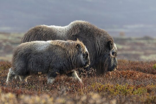 Musk oxen (Ovibos moschatus), mother and calf, young animal, standing, autumn, Dovrefjell National Park, Norway